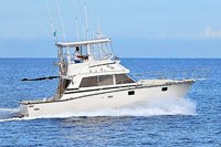 38' Bertram Fishing Yacht - Vallarta